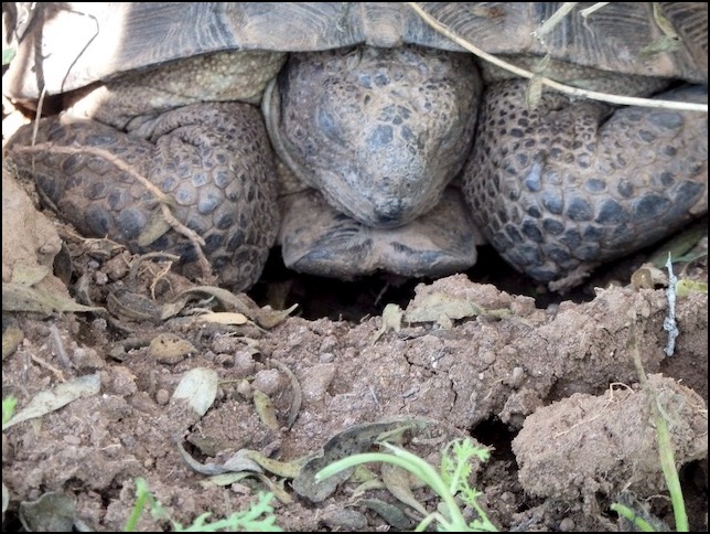 Sonoran desert tortoise under a bush